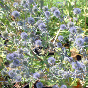 Eryngium planum