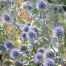 Eryngium planum