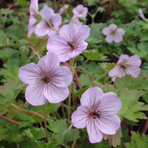 Geranium 'Joy'