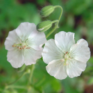 Geranium phaeum 'Album'