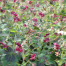 Geranium phaeum var. phaeum 'Samobor'