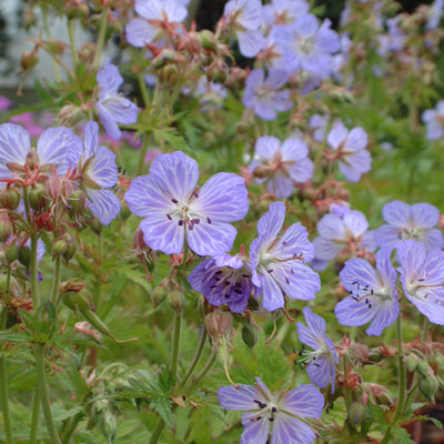 Geranium pratense 'Mrs Kendal Clarke'