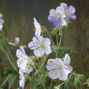 Geranium pratense 'Striatum' ('Splish Splash')