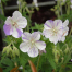 Geranium pratense 'Striatum' ('Splish Splash')