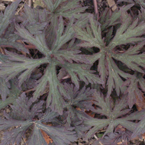 Geranium pratense 'Victor Reiter Strain' leaves