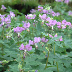 Geranium x monacense var. anglicum
