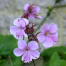 Geranium x cantabrigiense 'Hanne'