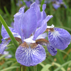 Iris 'Persimmon' (sibirica)