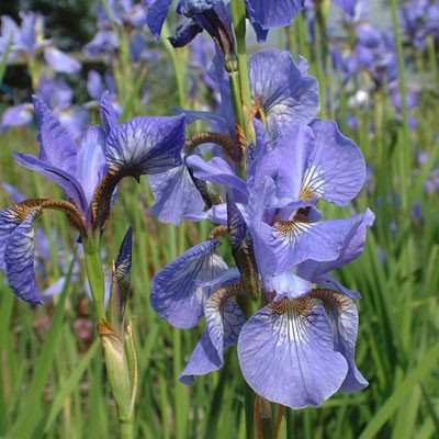 Iris 'Persimmon' (sibirica)