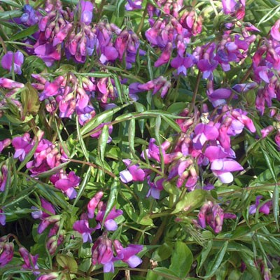 Lathyrus vernus - Spring Vetchling (purple-flowered)