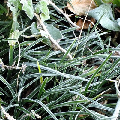 Ophiopogon planiscapus f. leucanthus with frost