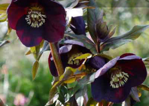 Button for the Hellebores