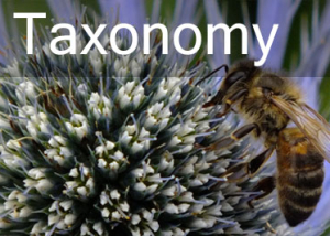 Button for Taxonomy
