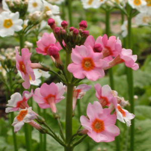 Primula japonica 'Apple Blossom'