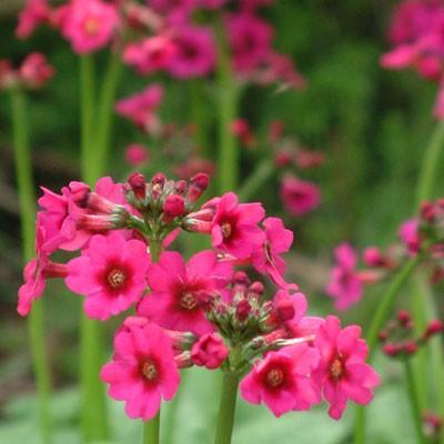 Primula japonica 'Miller's Crimson'