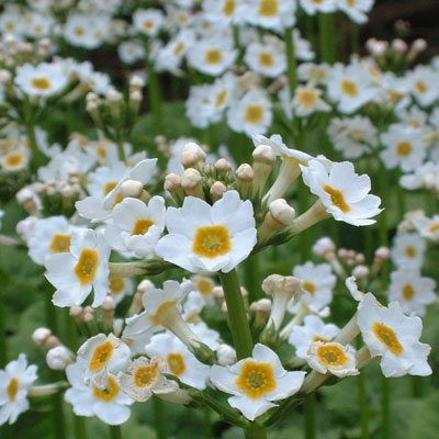Primula japonica 'Postfords White'