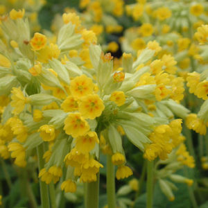 Primula veris (cowslip)