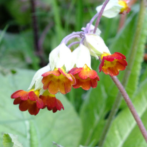 Primula veris 'Sunset Shades' (red cowslip)