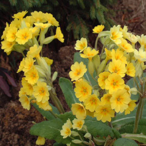 Primula veris x Primula vulgaris