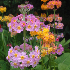 Primula x bulleesiana