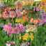 Primula x bulleesiana