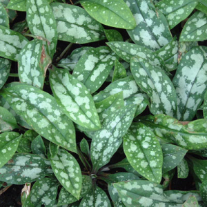 Pulmonaria 'Lewis-Palmer' leaves