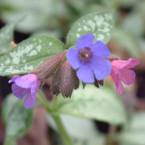 Pulmonaria 'Majeste'