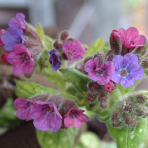 Pulmonaria 'Polar Splash'