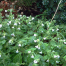 Pulmonaria Sissinghurst White'