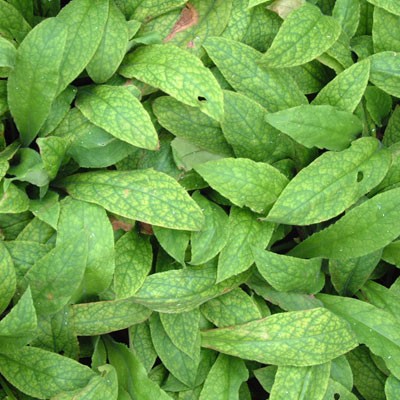 Pulmonaria rubra 'Redstart' leaves