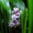 Reineckea carnea