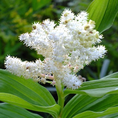 Smilacina racemosa (Maianthemum racemosa)
