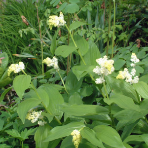 Smilacina racemosa (Maianthemum racemosa)