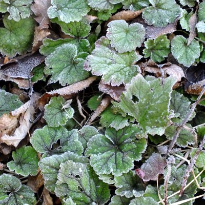 Tellima with frost