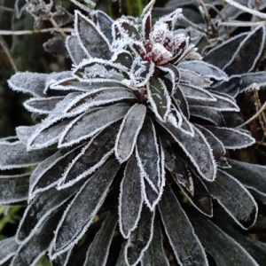 frosted Euphorbia amgdaloides 'Purpurea'