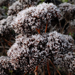 frosted Ice plant (sedum)