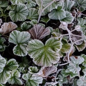 frosted geum leaves