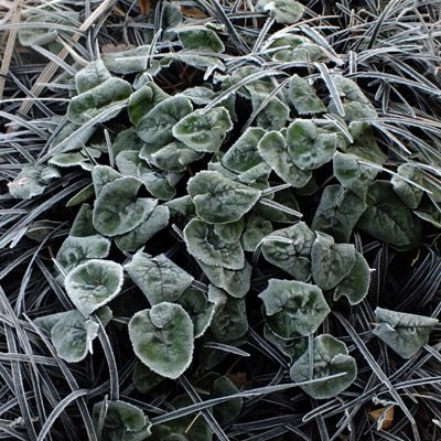 cyclamen and ophiopogon frosted