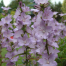 Campanula latiloba 'Hidcote Amethyst'