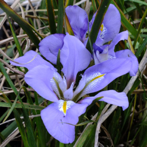 Iris unguicularis (Iris stylosa)