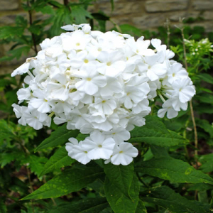 Phlox paniculata 'Mount Fuji' ('Fujiyama')