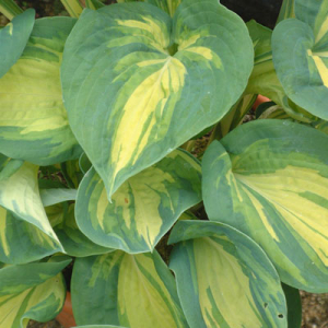 Hosta 'Great Expectations'