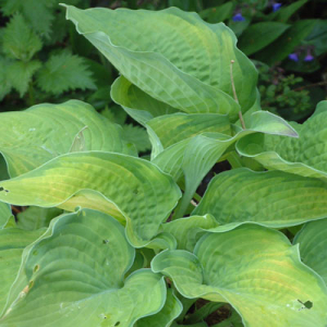 Hosta 'Inniswood'