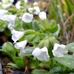 Pulmonaria 'Ice Ballet'