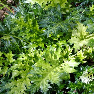 Acanthus spinosus 'Lady Moore' spring foliage