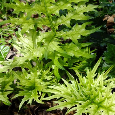 Acanthus spinosus 'Lady Moore' spring foliage