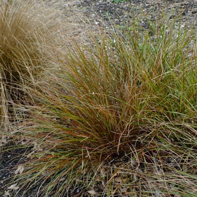 Anemanthele lessoniana (Stipa arundinacea) - New Zealand Wind Grass, Pheasant's Tail Grass
