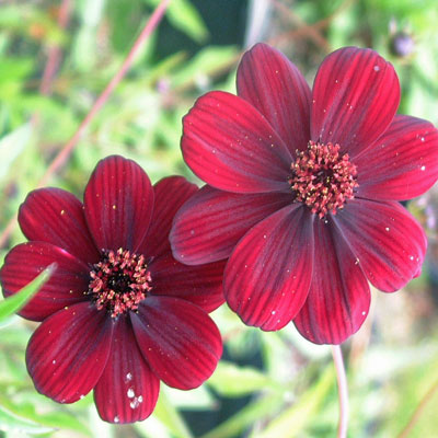 Cosmos atrosanguineus 'Chocamocha'