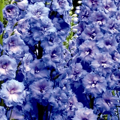 Delphinium 'Blue Lace'