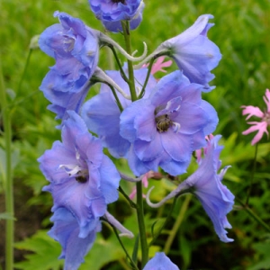 Delphinium 'Blue Lace'